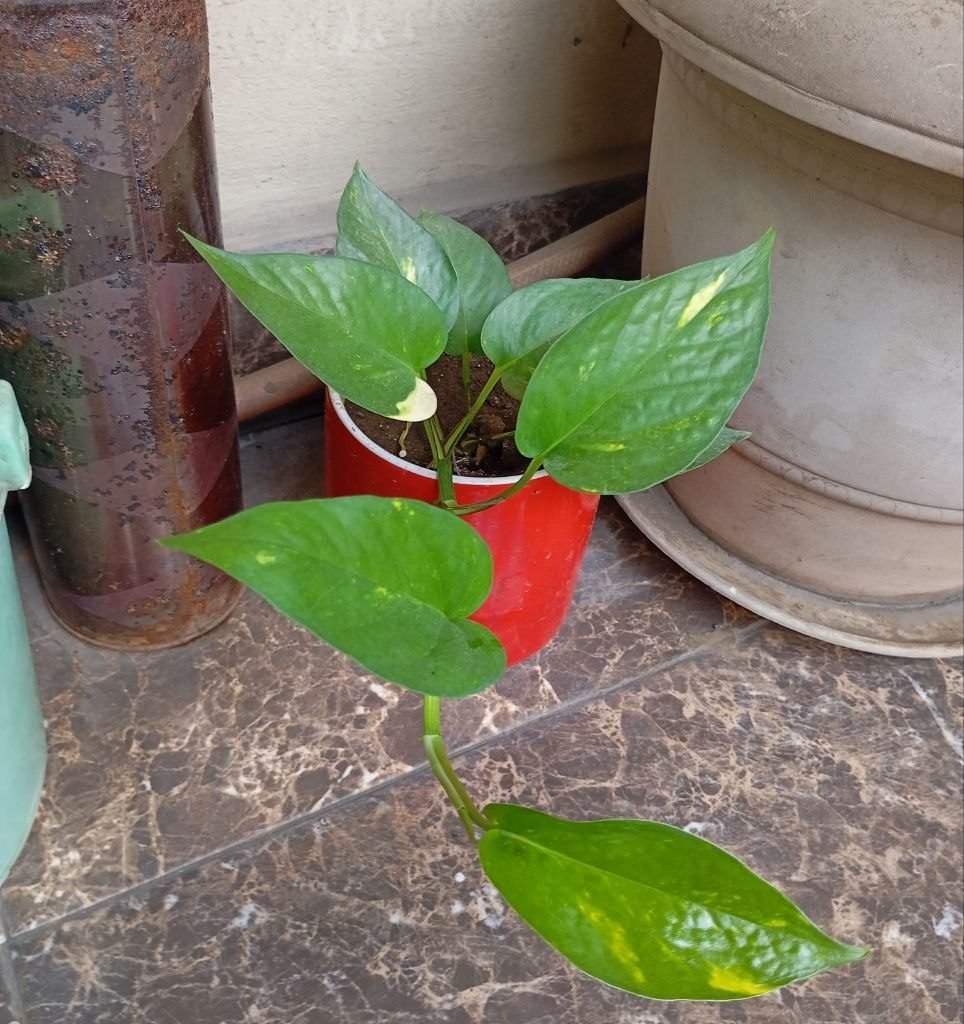 Epipremnum Aurenum (Golden Pothos)